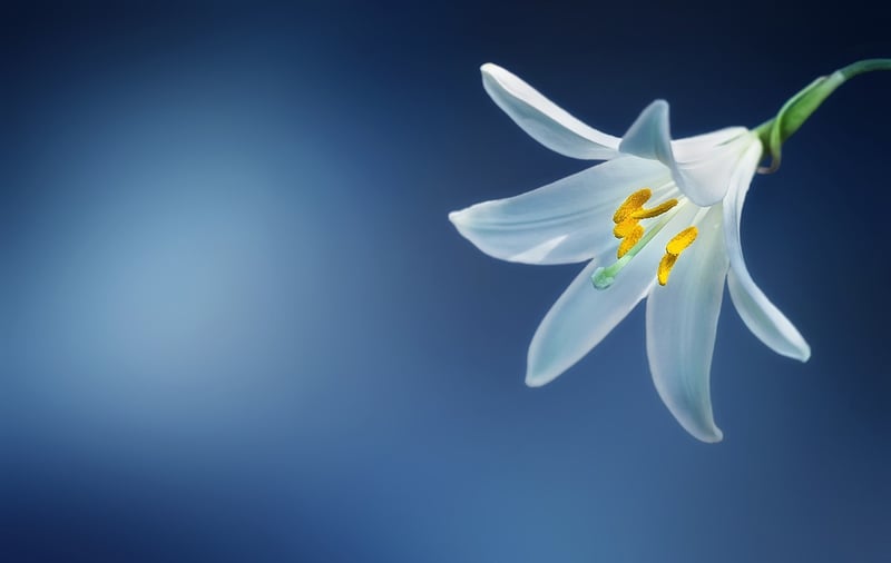 Dragon Lily Hybrids