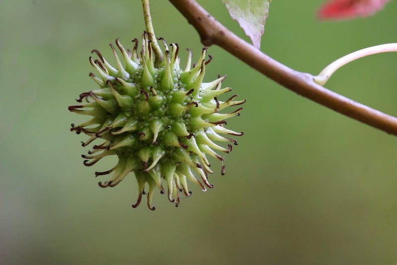 Unicorn Fruit Trees