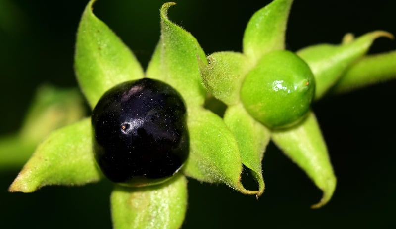 Belladonna Berries